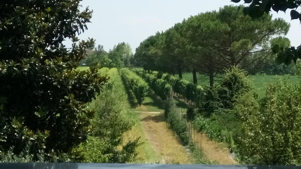 La Pioppa Agriturismo ساتْشيلي المظهر الخارجي الصورة